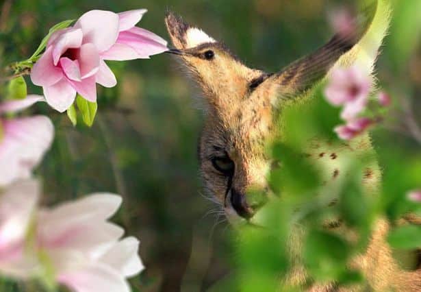 lynx or bird