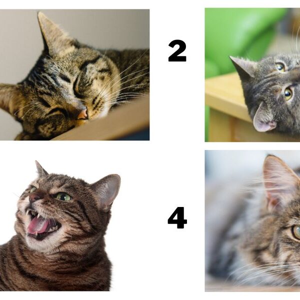 Personality test: uncover your cat-position preferences to reveal your true self!