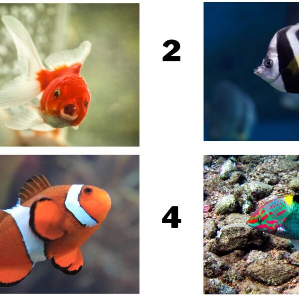 Hooked on personality: what kind of fish are you?