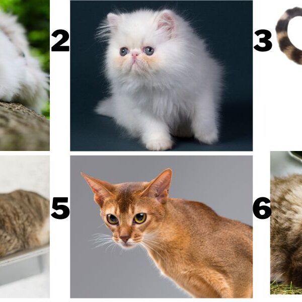 Personality test: What cat breed matches your personality? Choose a photo to find out!