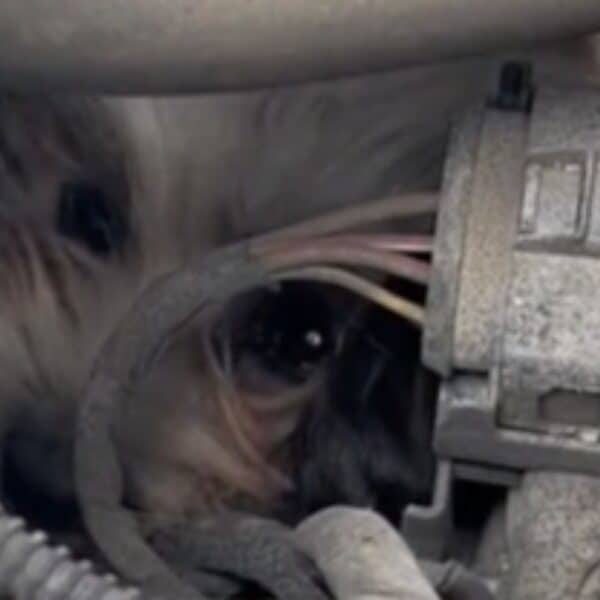 Dog stuck in engine