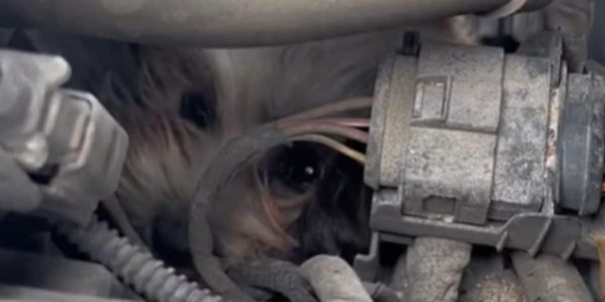 Dog stuck in engine