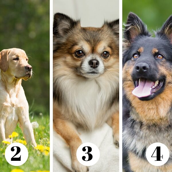 Personality Test -dogs