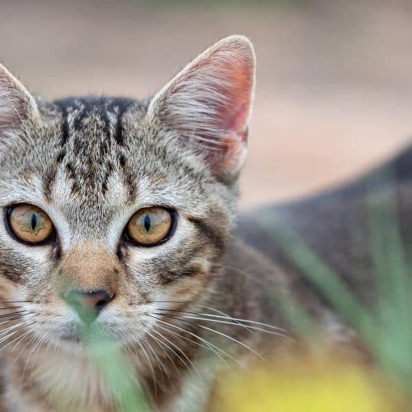 feral cat