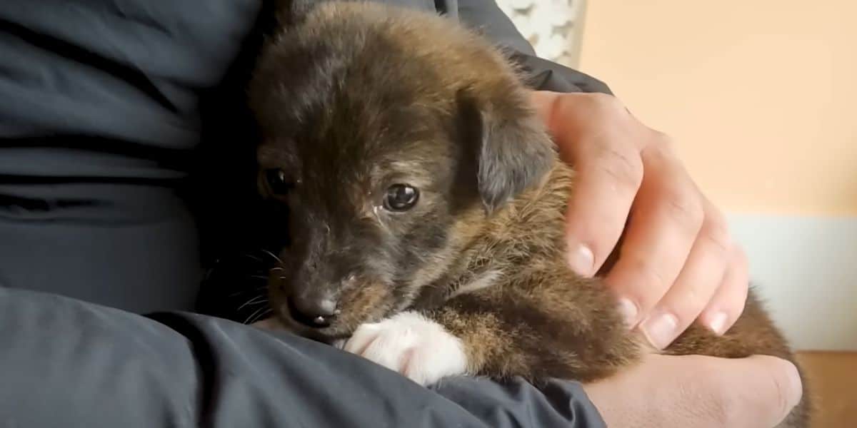 tiny pup rescue