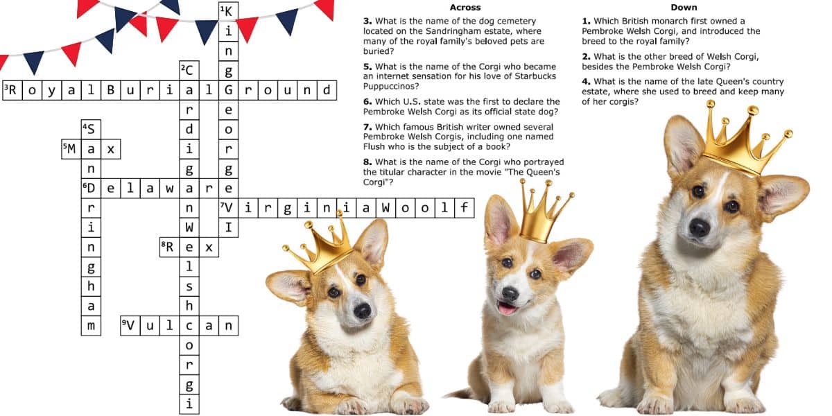 Test Your Animal IQ: Can you conquer the coronation Corgis crossword challenge?