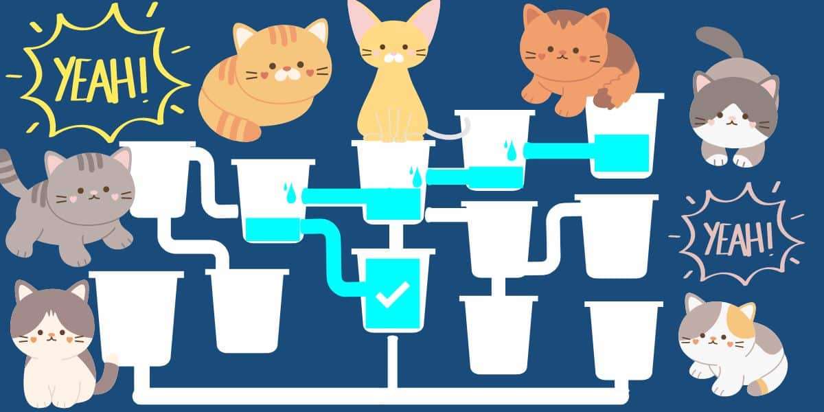 Brain teaser: Test your IQ and see if you can help these thirsty kittens drink in 14 seconds or less!