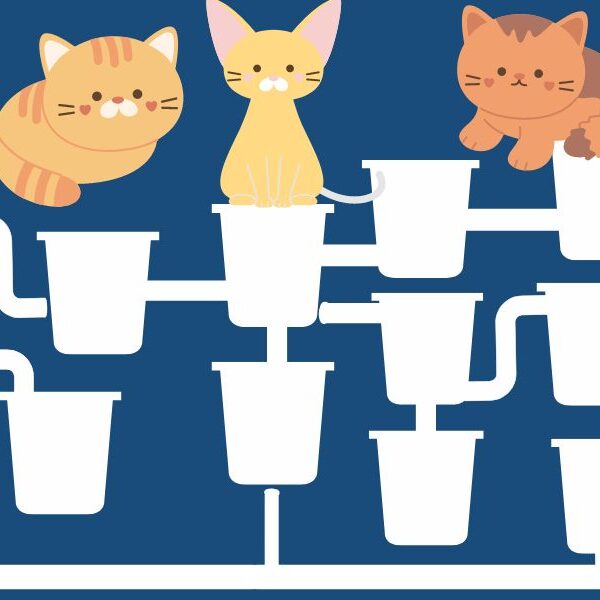 Brain teaser: Test your IQ and see if you can help these thirsty kittens drink in 14 seconds or less!