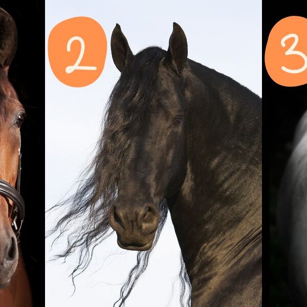 Personality test: choose a horse to discover how good a listener you are!