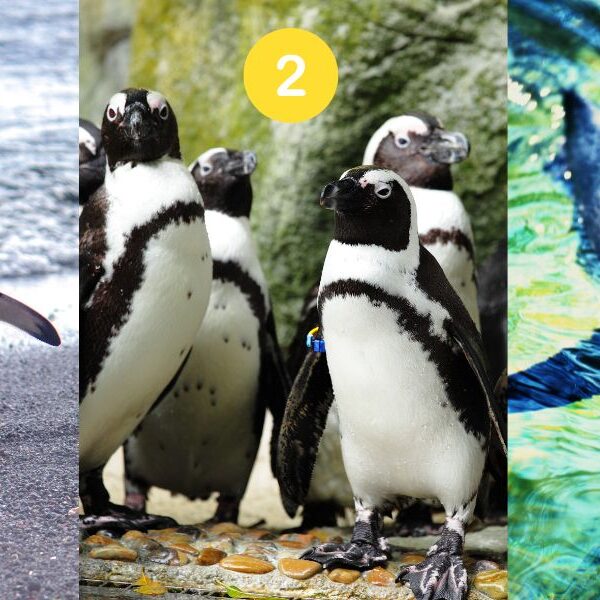 Personality test: what your choice of penguin image reveals about you!