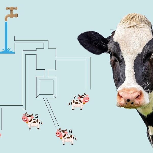 Brain teaser: Can you HELP these calves and solve this 8-second challenge?