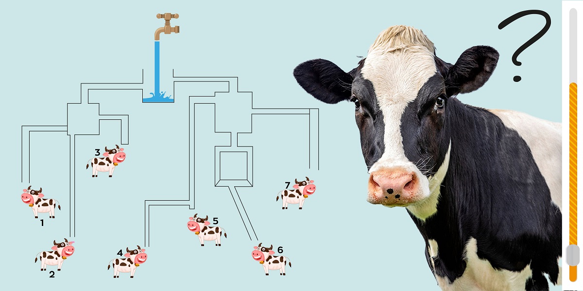 Brain teaser: Can you HELP these calves and solve this 8-second challenge?