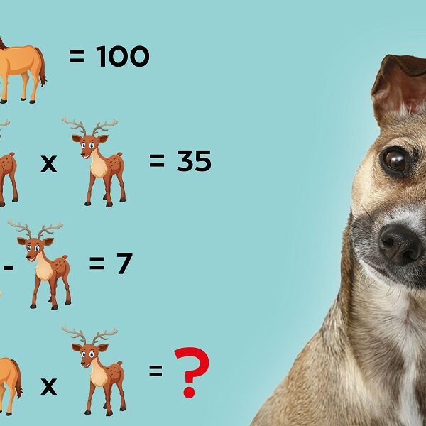 Test your IQ with this crack the code animal brain teaser: solve the equation in 8 seconds!