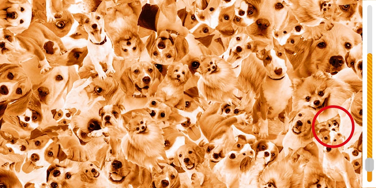 Find the Corgi pup in 6 seconds brain teaser: can you spot the cutest pup amongst the furry friends?