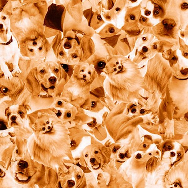 Find the Corgi pup in 6 seconds brain teaser: can you spot the cutest pup amongst the furry friends?