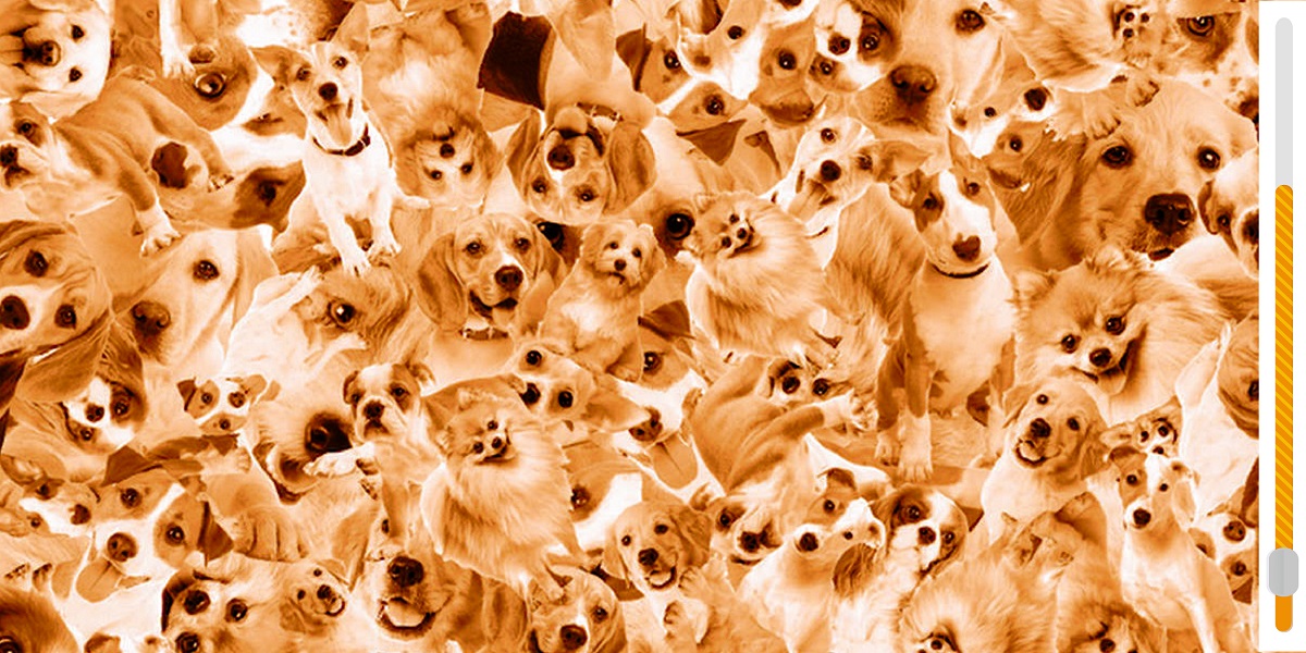 Find the Corgi pup in 6 seconds brain teaser: can you spot the cutest pup amongst the furry friends?