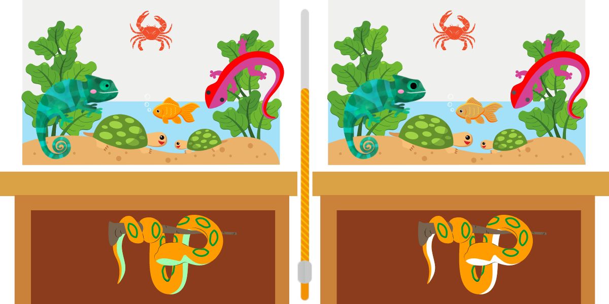 Can you spot the 6 differences in these reptile tanks in less than 20 seconds?Take the challenge now!