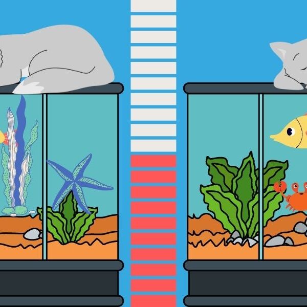 How about a spot the difference challenge? Find the one difference between these fish tank images in less than 6 seconds!