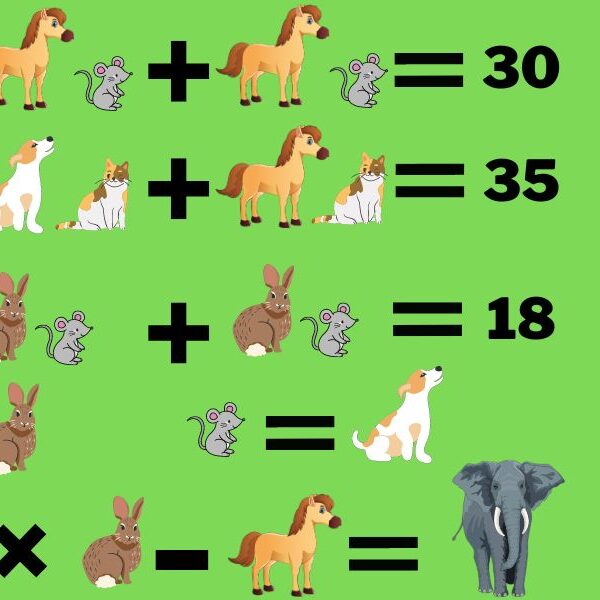 Minds of steel: can you beat the genius-level 6 animals crack the code maths test?