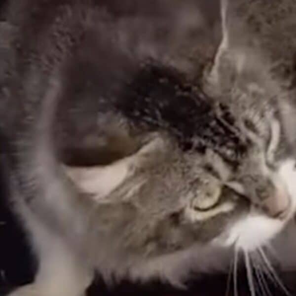 Resilient street cat fiercely defends her kitten, then suprising rescuers in the biggest way!