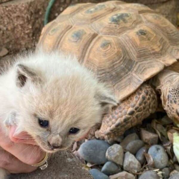 A tortoise burrow with a twist: not one,or two but three tiny creatures left all alone