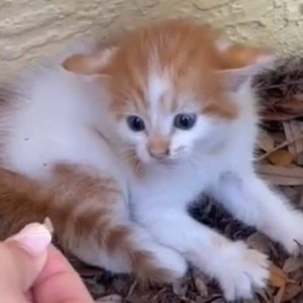 Love transforms: the Incredible transformation of a terrified, feral kitten