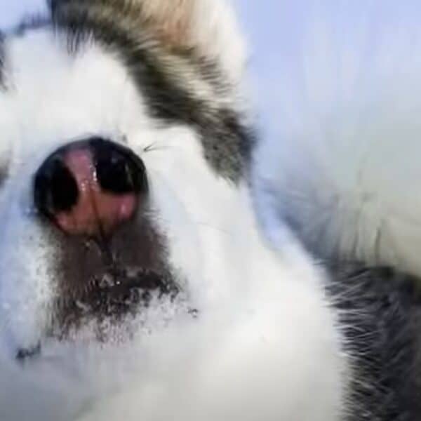 A tale of love and courage: inspiring blind Husky teaches her friend something unexpected