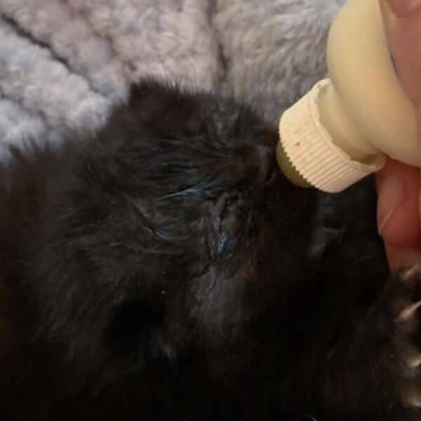 Heartwarming rescue story: the miraculous journey of orphaned kitten Kikie