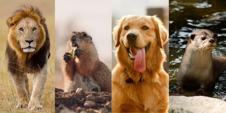 Personality Test: Lion, Dog, Otter, Beaver: Uncover Hidden Traits!