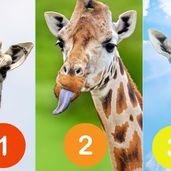 Personality test: uncover your true inner self with the giraffe challenge!