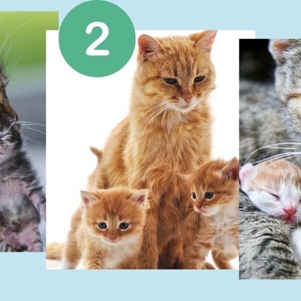 Personality test: which of these 3 mother cat images and their newborns speaks to your emotions?