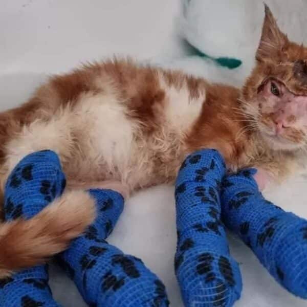 Rescued kitten’s life hangs in the balance: will she survive horrific injuries?