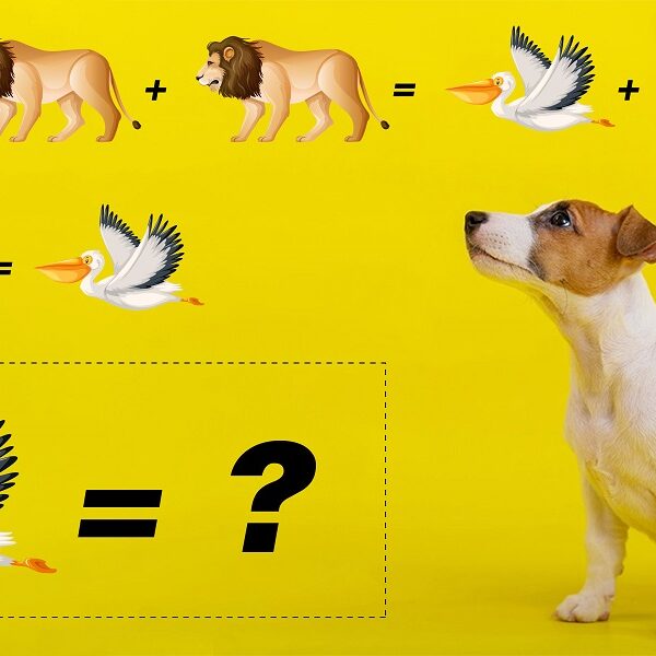 Test your IQ with today’s crack the code animal challenge: solve the equation in 7 seconds!