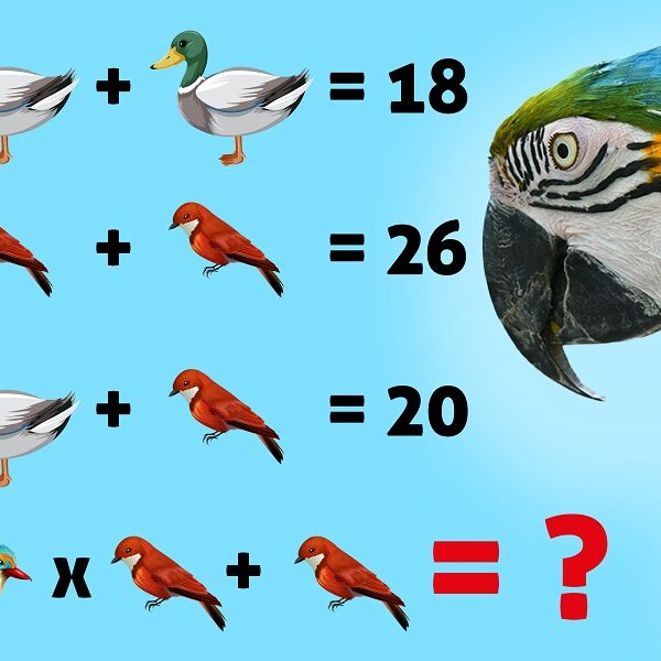 Test your IQ with this crack the code animal brain teaser: solve the equation in 14 seconds!