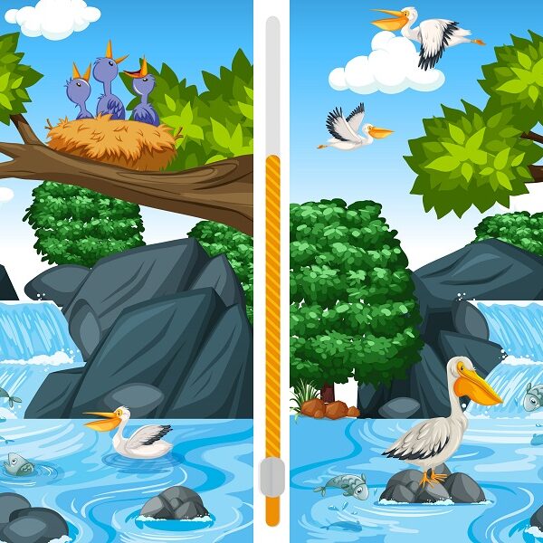 Spot the difference challenge: can you find 7 differences between two pelican images in less than 16 seconds?