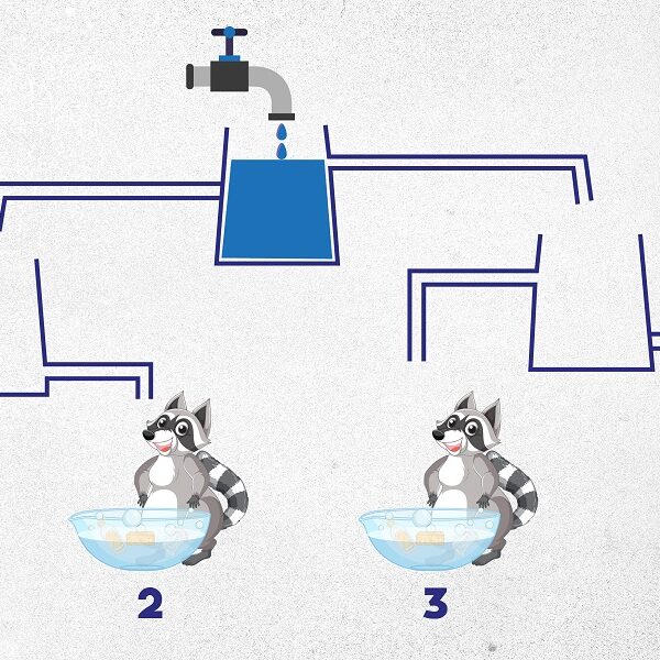 Do you have the brain power? Can you solve the raccoon water tank challenge in 6 seconds like a genius?