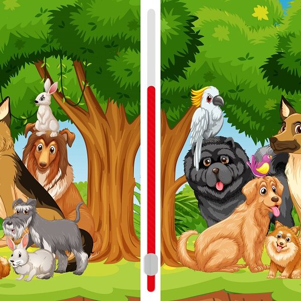 Can you spot the differences in these two images of pups playing in the woods? Challenge yourself to complete it in less than 11 seconds!