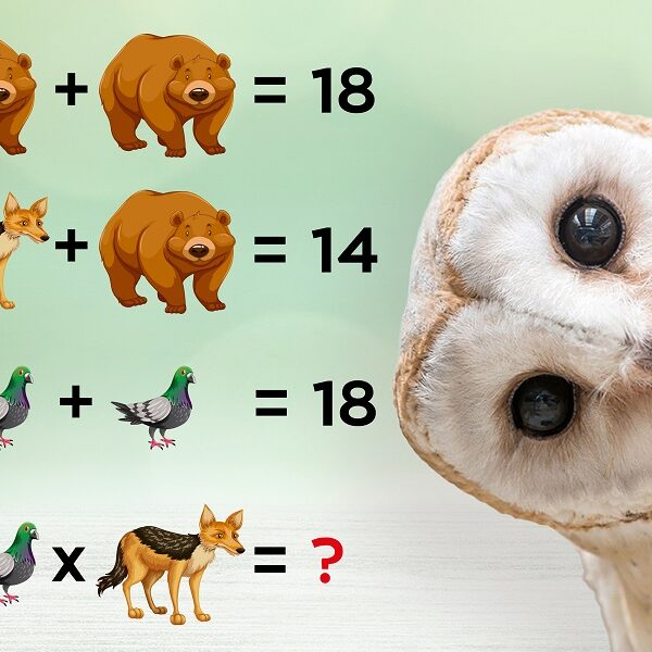 Test your IQ with this 8-second crack the code animal brain teaser!