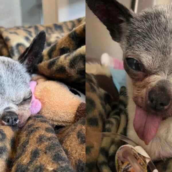 Heartwarming animal rescue story: a Christmas miracle for a missing senior Chihuahua