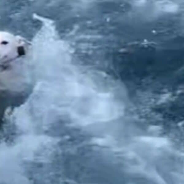 Heartwarming animal rescue: a small dog’s miraculous journey from falling overboard in ocean waters to safety