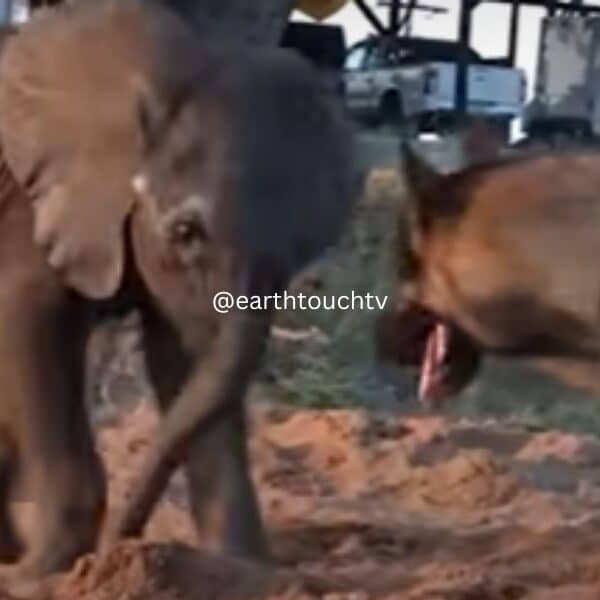 Abandoned baby elephant finds life-changing friendship with a dog