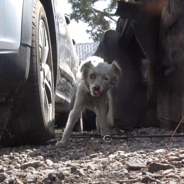 Heartwarming rescue: Waka finds hope with help from a cheeseburger!