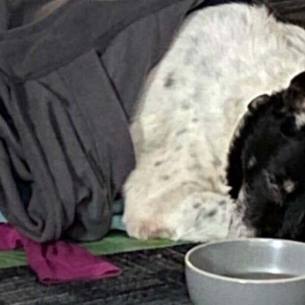 Heartbreaking rescue: Maine deputy saves senior dog from freezing to death in a roadside ditch