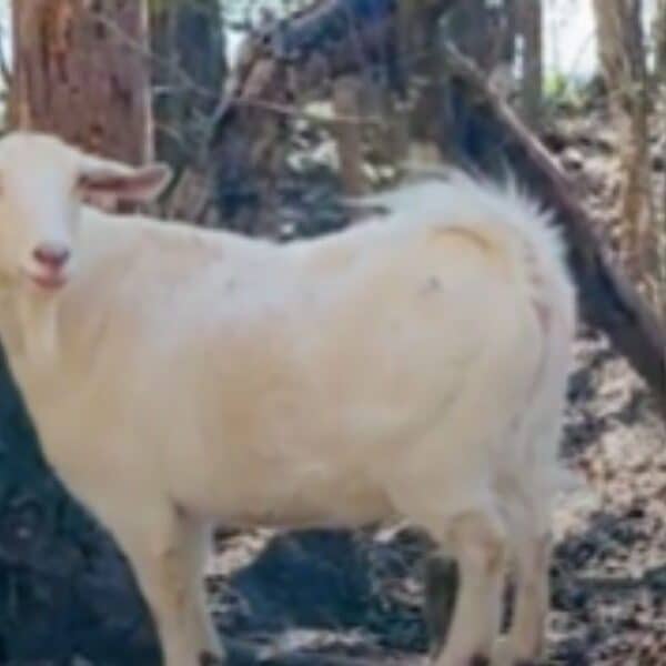 Remarkable rescue tales : a desperately lonesome and stranded goat