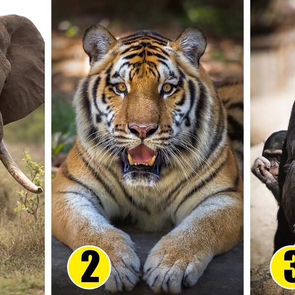 Personality Test: are you courageus, compassionate or curious? Choose your animal challenge!