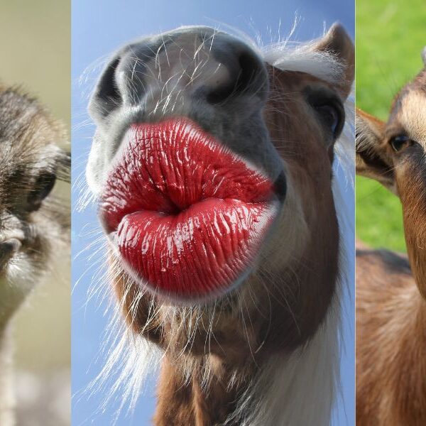 Personality test: quirky or flirty! Pick a pouting pet and found out!