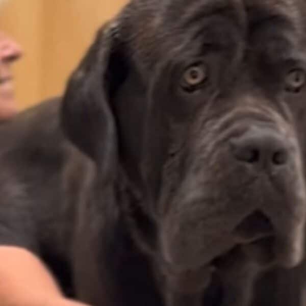 Heartwarming animal rescue story: “a gentle giant finds hope and a forever home”