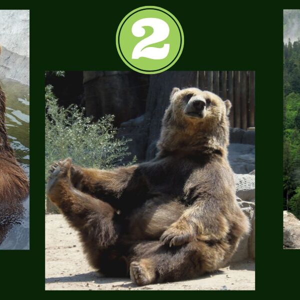 Personality test: which grizzly bear reveals your level of strength? Choose from the 3 above to find out!