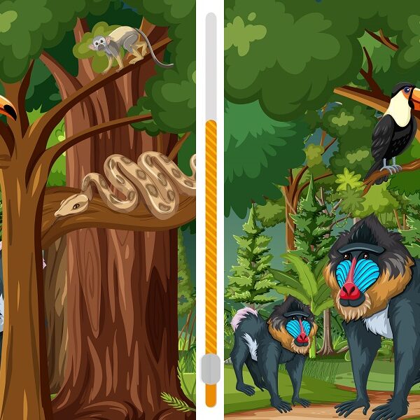 Can you spot the three differences in the monkey forest scene in less than 4 seconds? Take the spot the difference challenge now!