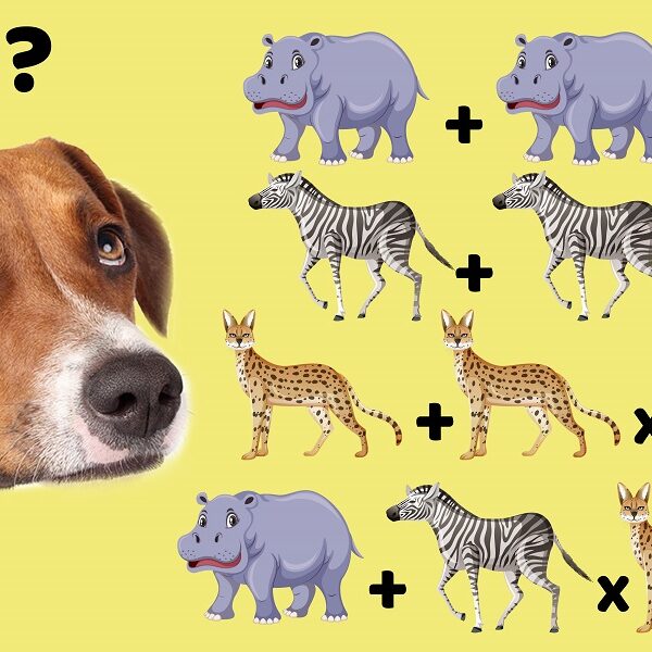 Test your IQ with this crack the code animal brain teaser in 5 seconds!